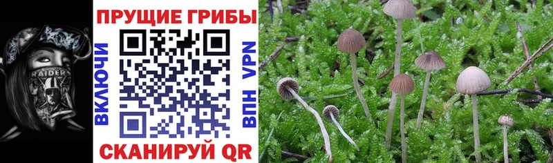 площадка какой сайт купить закладку Собинка Псилоцибиновые грибы GOLDEN TEACHER